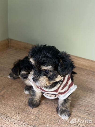 Йоркширский терьер мини беби фейс щенки