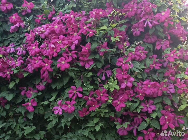 Клематис виль де леон