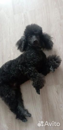 Груминг собак, кошек, кроликов