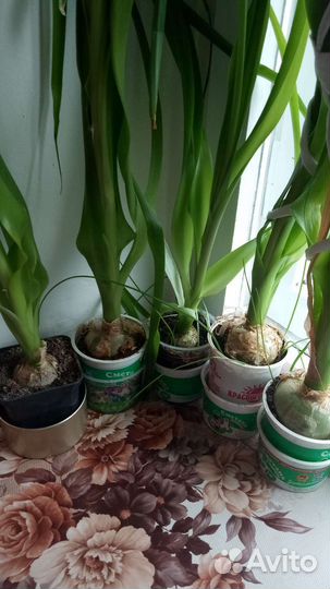 Индийский лук