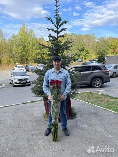 Розы высокие 150 см