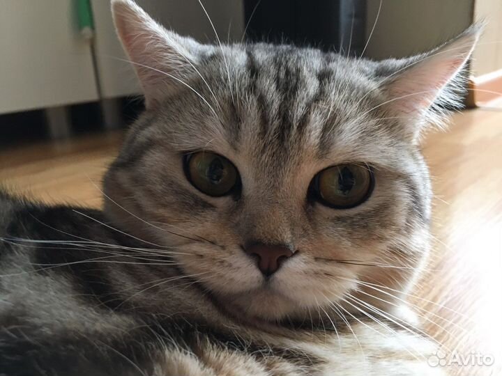 Кот шотландец на вязку