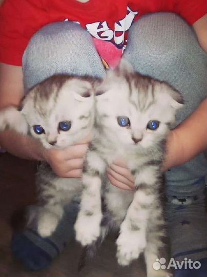 Вязка, кошка шотландская
