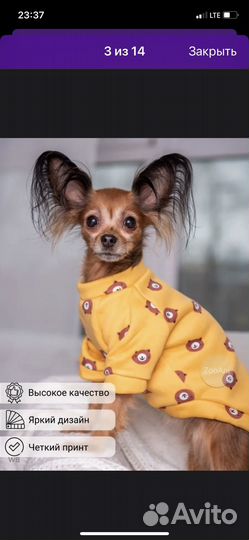 Кофта для кошек и собак маленькой породы