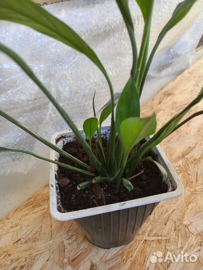 Фиалка, спатифилум