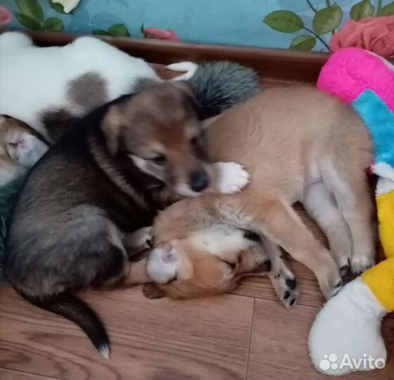 Щенок в дар. Девочка- крупняшка. 5 месяцев