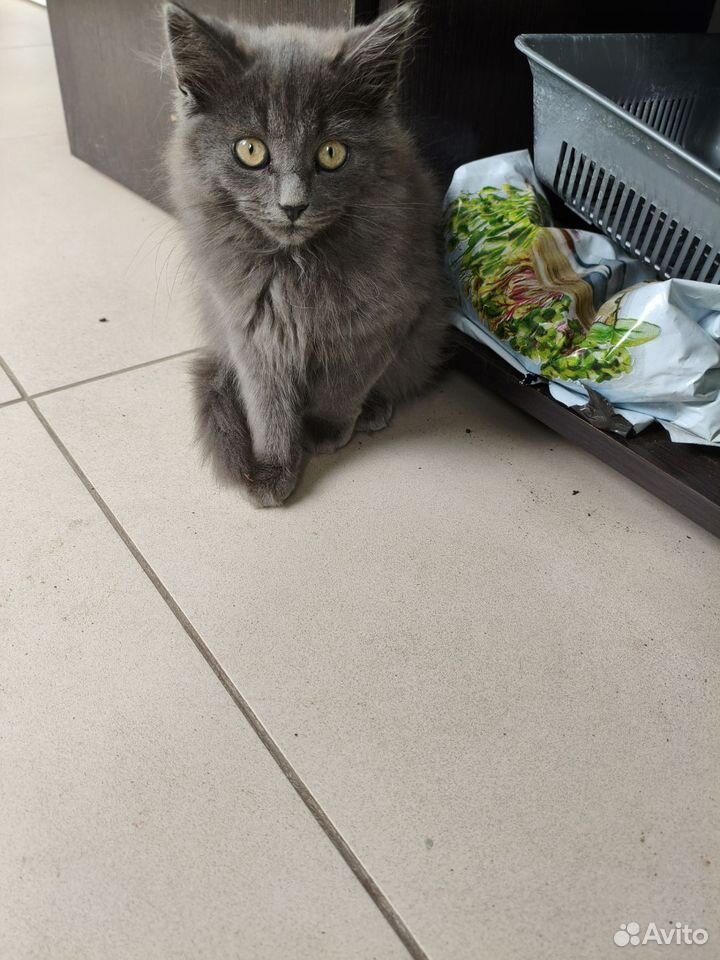 Котёнок в добрые руки, Липецк