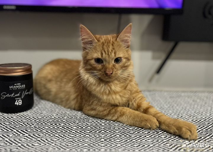 Рыжий котенок в добрые руки бесплатно