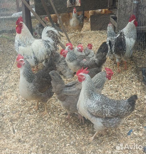 Инкубационное яйцо Нидерхайнер и Барковская