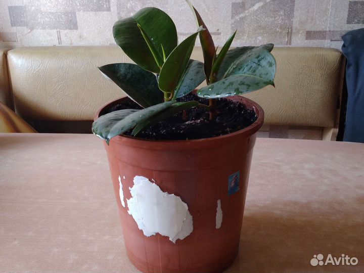 Фикус 2шт в горшке
