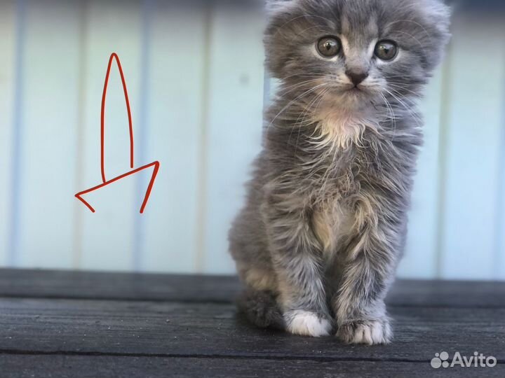 Котята