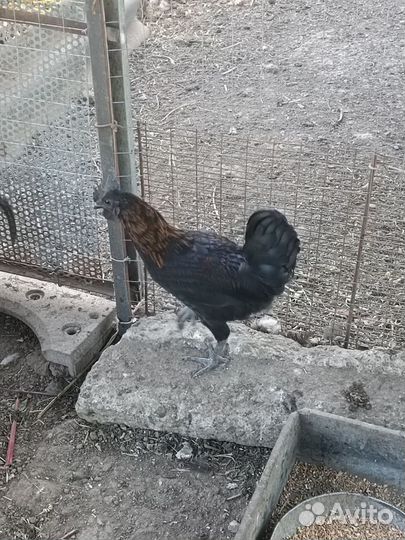 Молодые петухи