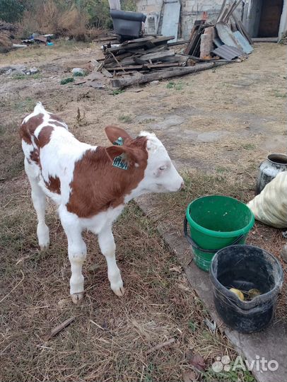 Бычки на откорм