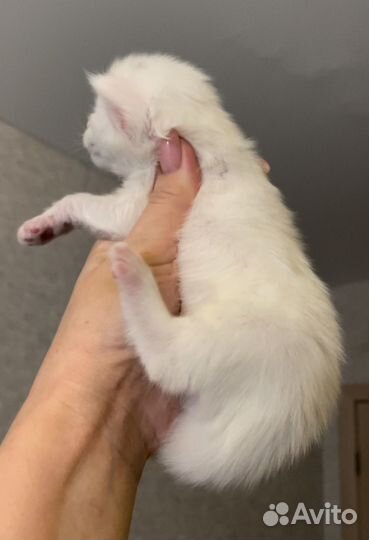 Мейн-кун большой выбор котят