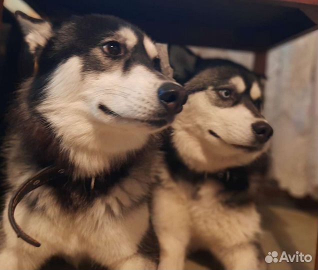 Щенки сибирской хаски