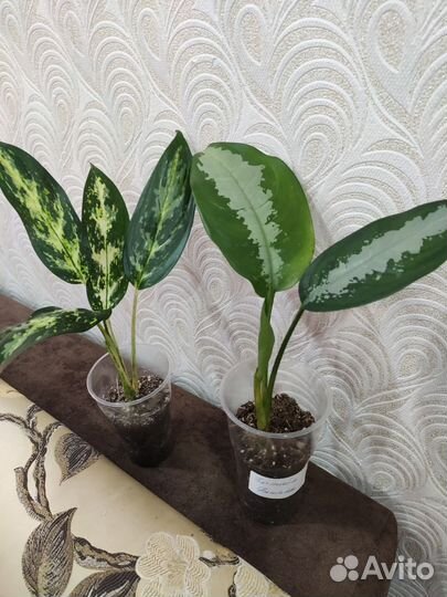 Аглаонемы-3