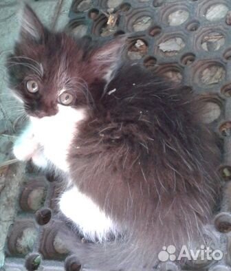 Июньские котята