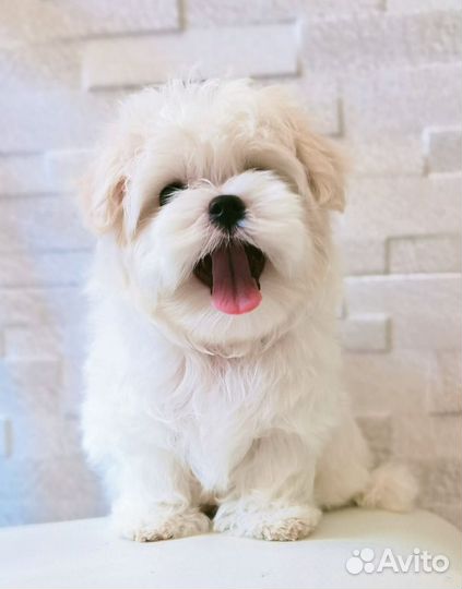 Мальчик мальтезе