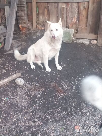 Собака в добрые руки отдам бесплатно