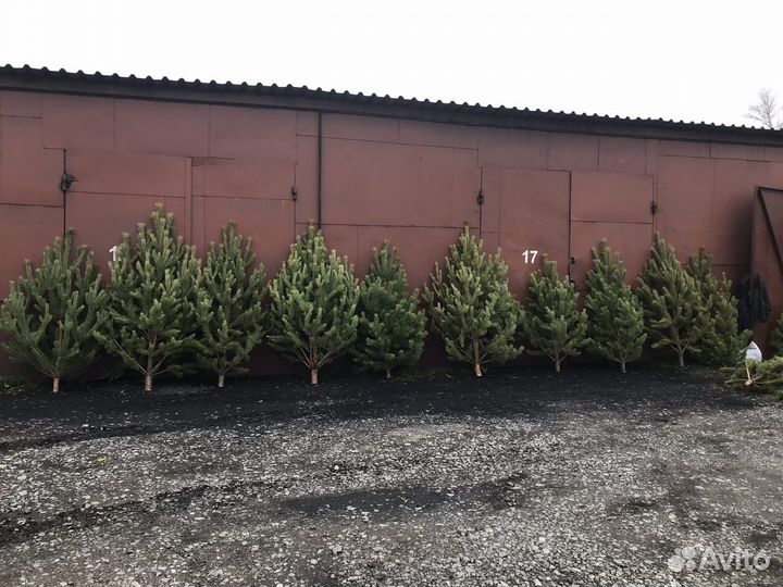 Сосна оптом