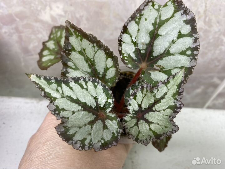 Бегония декоративно лиственная