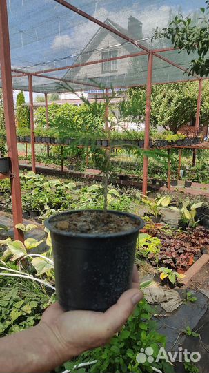 Туя Вариегата