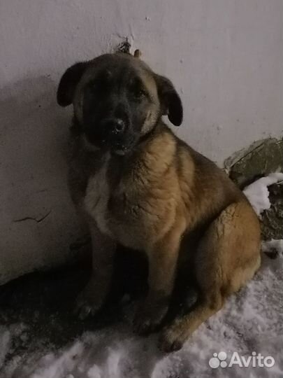 Отдам даром бесплатно в дар щенков