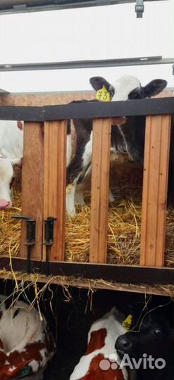 Телята с бесплатной доставкой