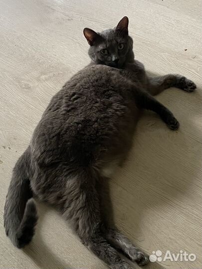 Кошечка Соня