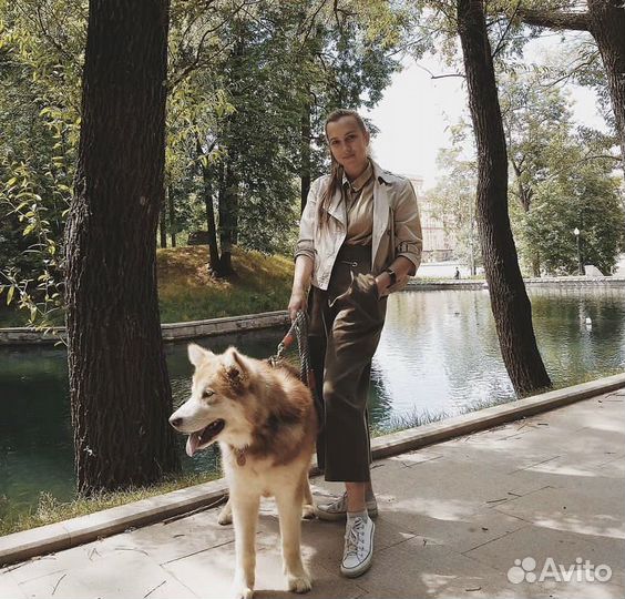 Выгул собак, собачья няня, догситтер