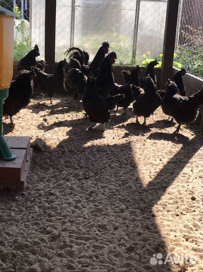 Бронь Куры и петухи ухейилюи