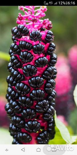 Лаконос (фитолакка) лечебный,многолетний