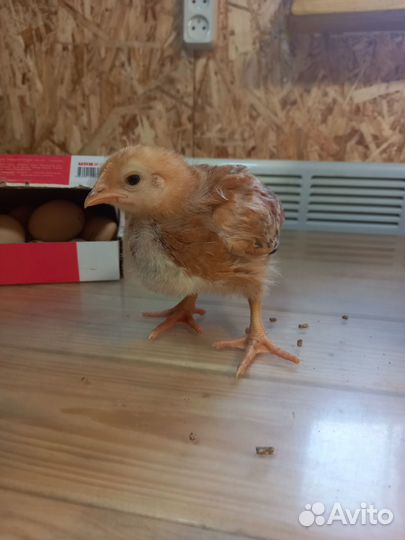 Продам цыпок