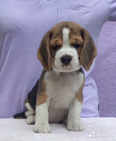 Щенки бигля. Питомник РКФ