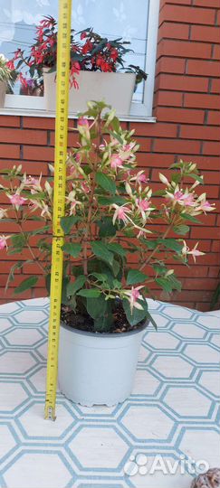 Прекрасные растения для сада и дома