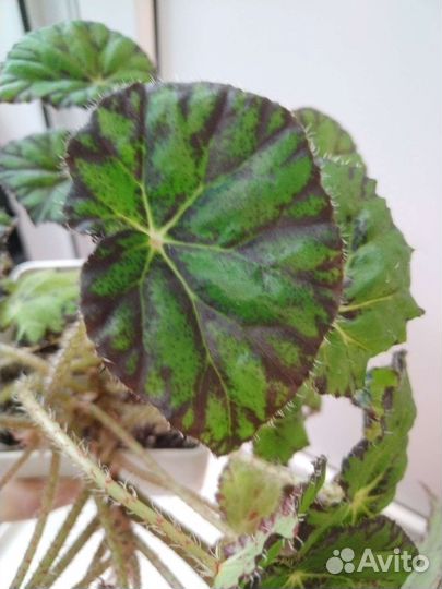 Бегония тигровая Бауэра