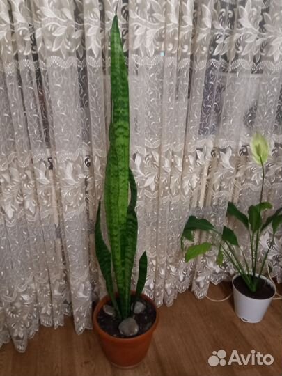 Бенджамина фикус сансевиерия тёщин язык