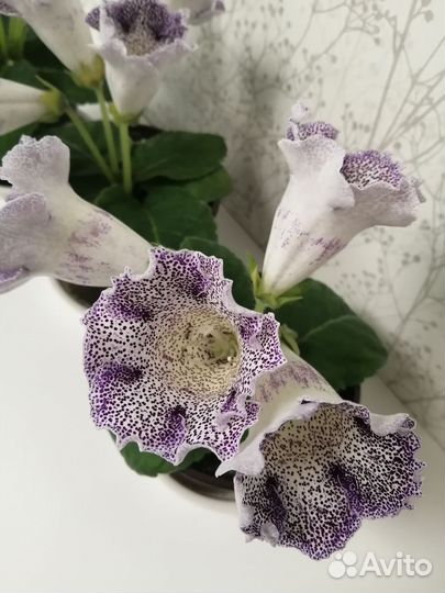 Глоксиния тигровая