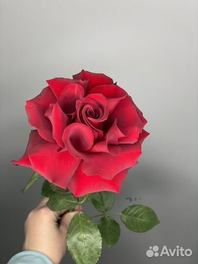 Роза Софи Лорен красная