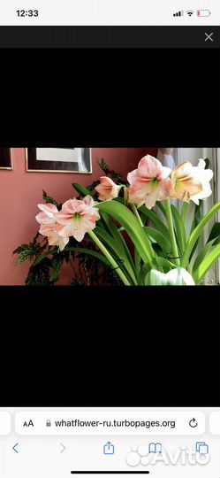 Гиппиаструм