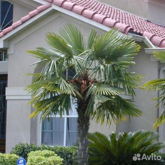 Пальма Трахикарпус Форчуна зимостойкая