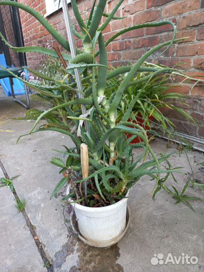 Алоэ лечебный