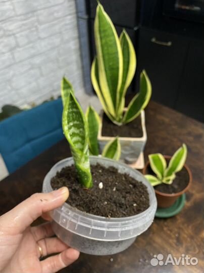 Сансевиерия муншайн и 3 вида с делтой полосой