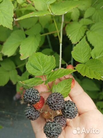 Саженцы черной малины Кумберленд купить в Новокузнецке | Товары для ...
