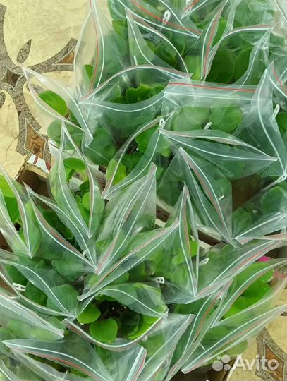 Фиалка. Детки