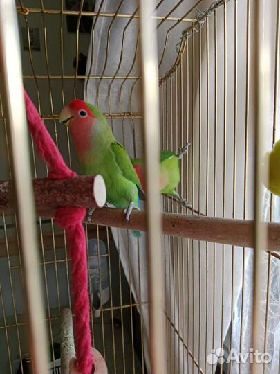 Попугай неразлучники с клеткой