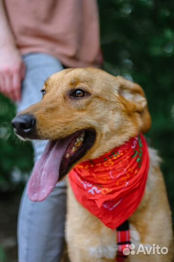 Собака компаньон ждёт своего хозяина в приюте