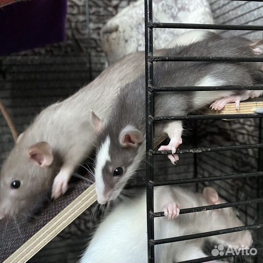 Крысята дамбо