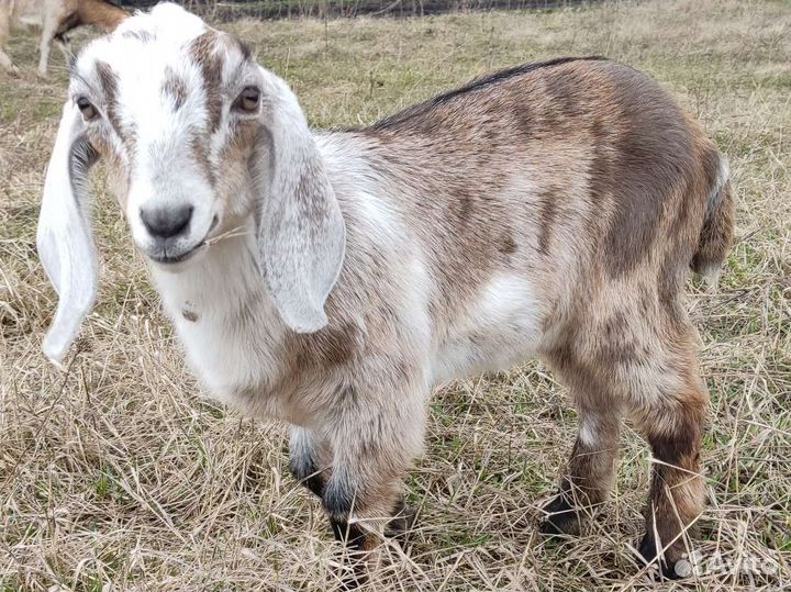 Дойные козочки, некози и козлики на племя