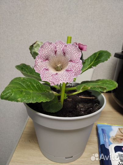 Цветущая глоксиния